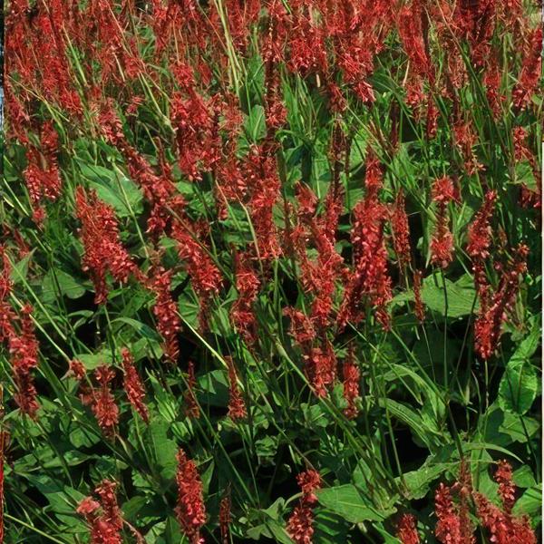 Persicaria amplexicaulis - ↕10-25cm - Ø9cm - 12x  BotanicBridge