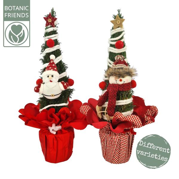 Chamaecyparis Ellwoodii Christmas Friends - 2 stuks - Ø13cm - ↕37cm  BotanicBridge