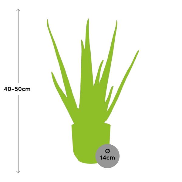 Aloe Vera 12cm in ELHO Vibes Fold 14cm geel  BotanicBridge