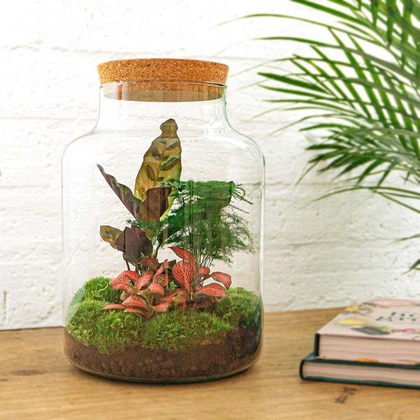 DIY terrarium - Milky - ↕ 30 cm - Rake + Shovel  BotanicBridge