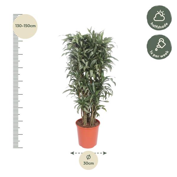 Dracaena Warneckei compacta - 150 cm - ø30  BotanicBridge