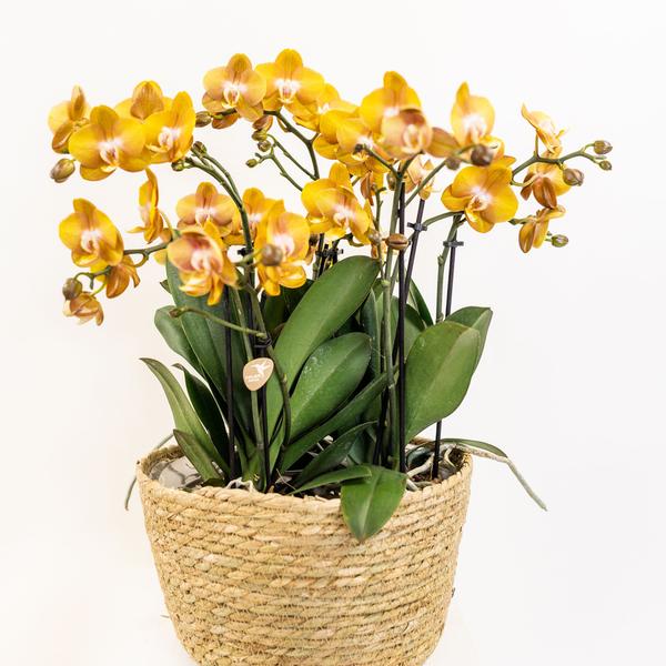 Kolibri Home - Inlay met waterreservoir met watergeeflonten voor orchideeënschaal - watergeefsysteem voor orchideeën Ø25cm - 1x12 + 2x9 - Field Bouquet + 3x watergeeflonten  BotanicBridge