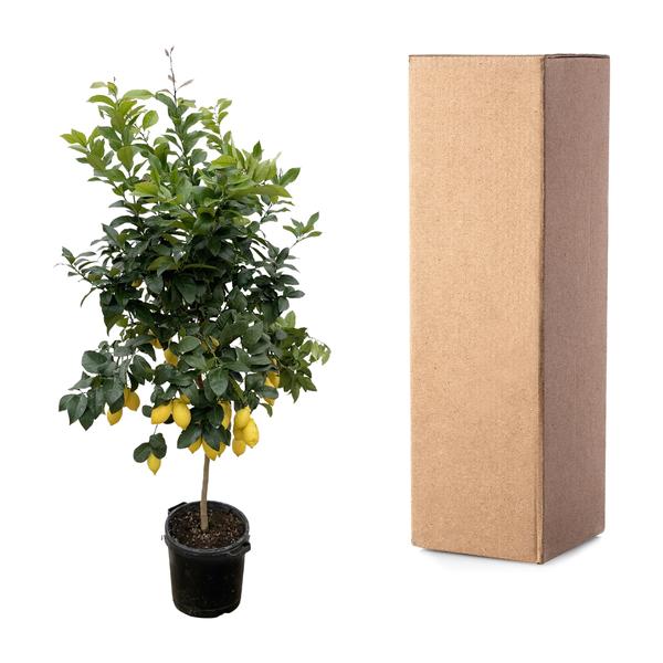 Citrus Lemon - 200cm - ø40  BotanicBridge