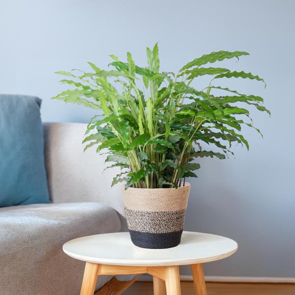 Calathea Rufibarba met Mand Lissabon zwart - 55cm - Ø17  BotanicBridge