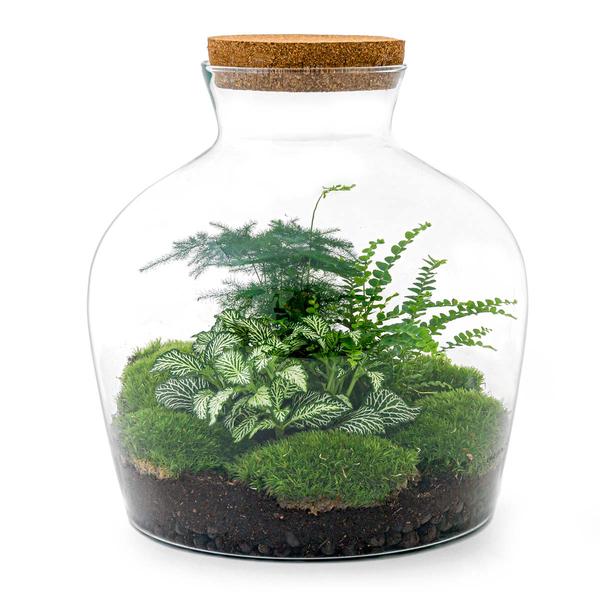 DIY terrarium - Fat Joe Groen - ↕ 30 cm - Rake + Shovel  BotanicBridge