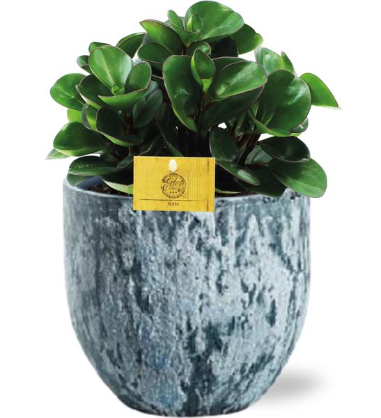 Peperomia Burning Bush - Ø15cm - ↕25cm + Sem Pot D16x14cm - Blauw  BotanicBridge