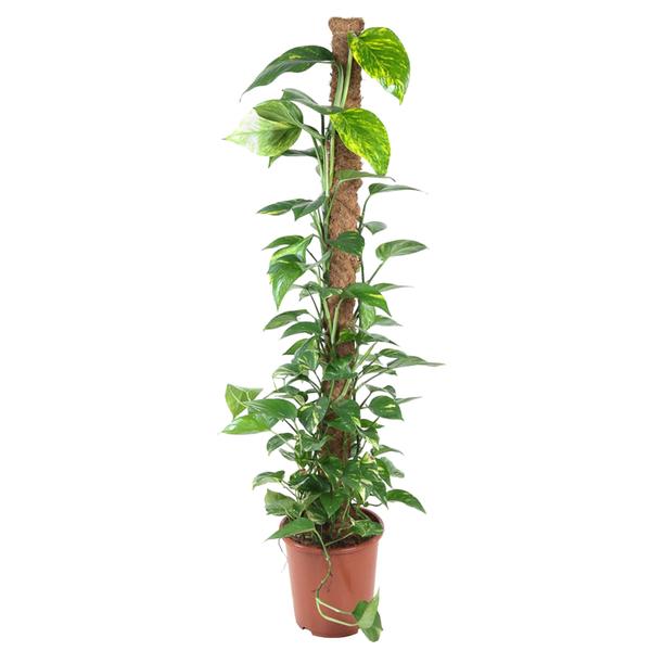 Epipremnum Pinnatum Mosstok - 150 cm - ø27  BotanicBridge