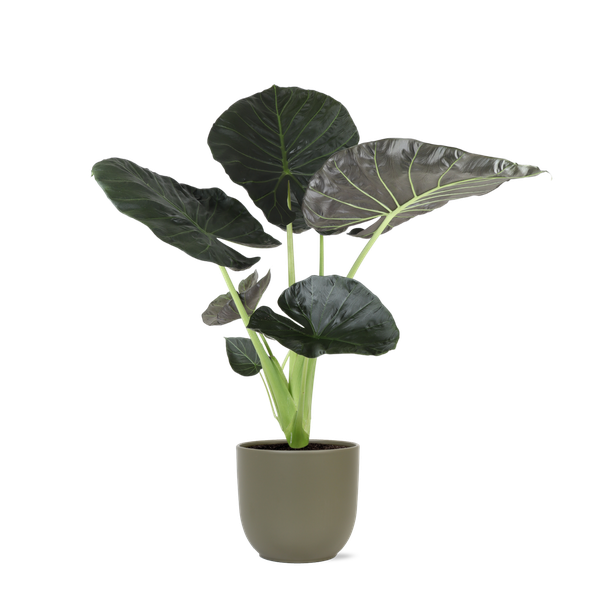 Alocasia Regal Shield Ø24cm - ↕110cm in Boule OLIJF pot  BotanicBridge