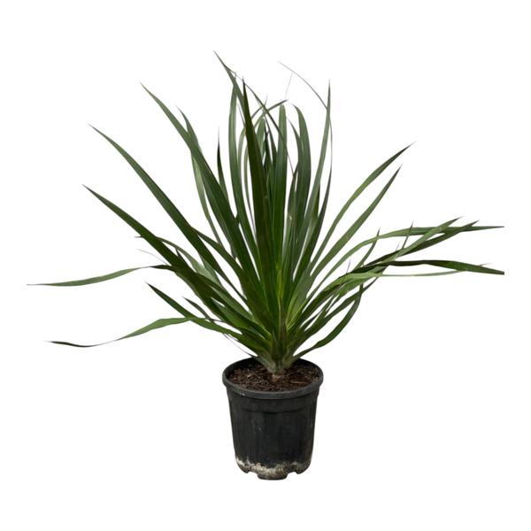 Dracaena Draco - 100 cm - Ø24cm  BotanicBridge