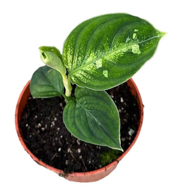 Aglaonema Pictum Bicolor - Ø10,5cm - ↕15cm  BotanicBridge