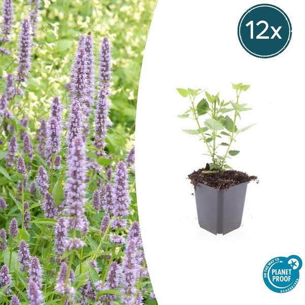 Agastache 'Blue Fortune' - ↕10-25cm - Ø9cm - 12x  BotanicBridge