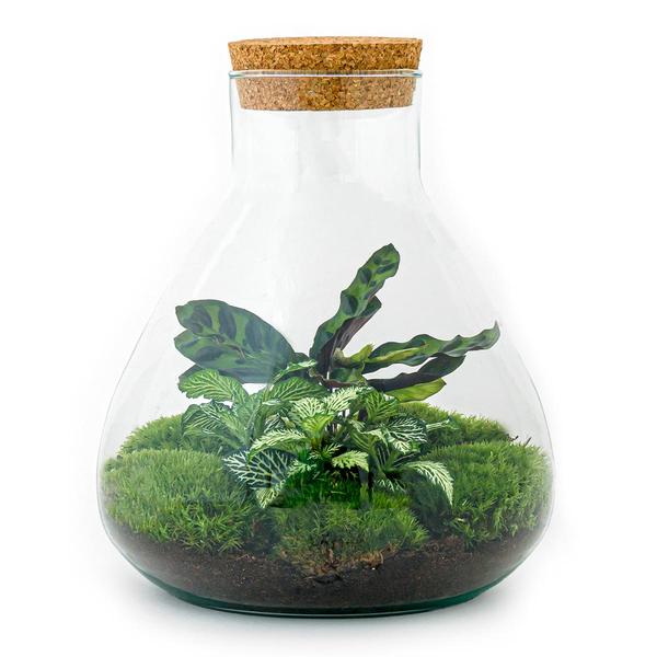 DIY terrarium - Sammie - ↕ 27 cm - Rake + Shovel  BotanicBridge