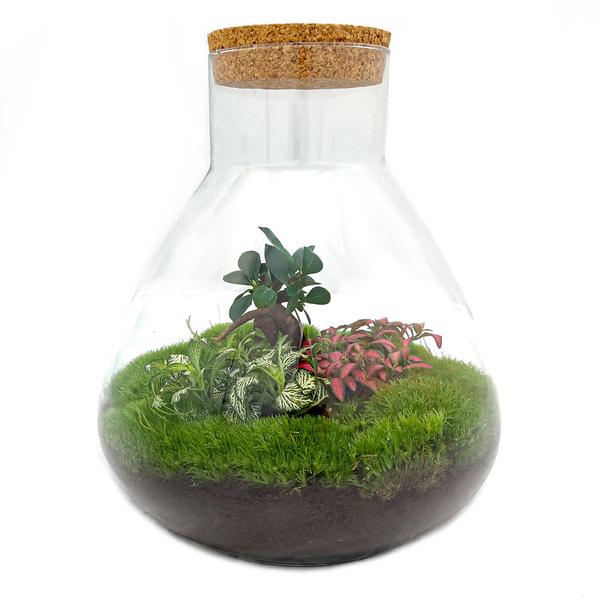 DIY terrarium - Sam XL Bonsai - ↕ 35 cm - Normal  BotanicBridge