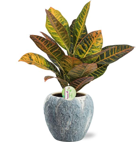 Codiaeum Petra - Ø17cm - ↕45cm Doug Pot D18x16cm - Grijs Wit  BotanicBridge