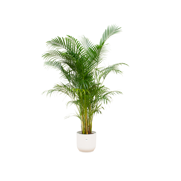 Combi deal - Areca palm inclusief elho Vibes Fold Round wit Ø30 - 160 cm  BotanicBridge