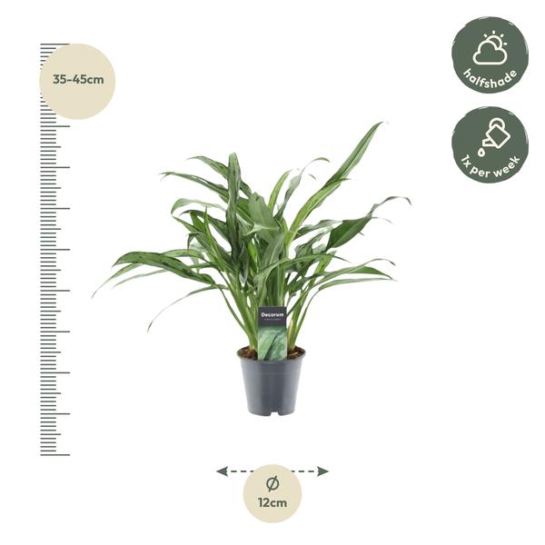 Aglaonema Cutlass - 40 cm - ø12  BotanicBridge