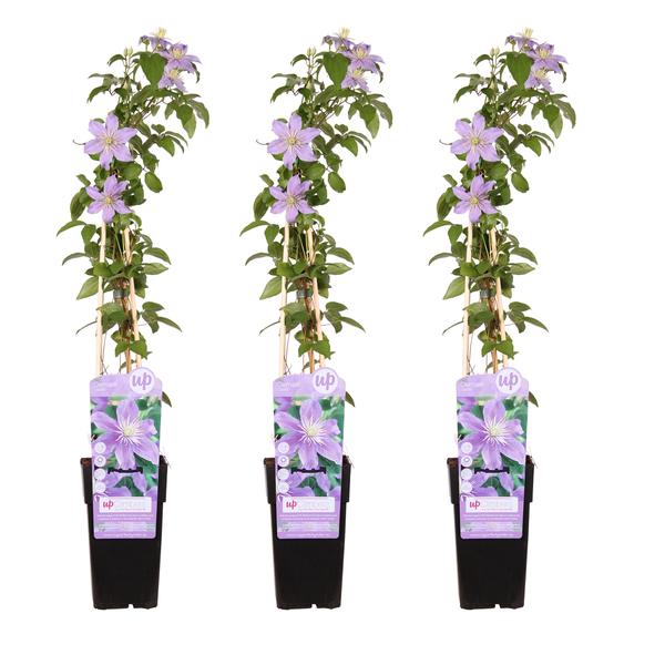 3x - Clematis Justa - ↨65cm - Ø15  BotanicBridge