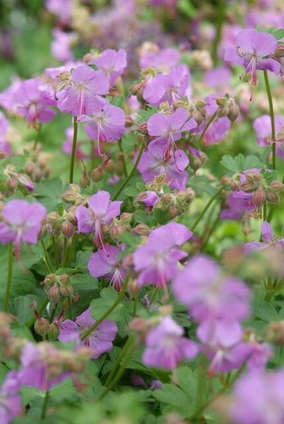 Geranium cant. 'Cambridge' - ↕10-25cm - Ø9cm - 12x  BotanicBridge