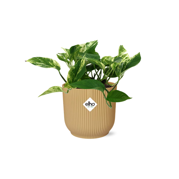 Scindapsus (Epipremnum) Marble Queen in ELHO Vibes Fold 14cm geel  BotanicBridge