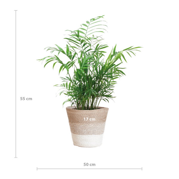 Chamadorea Elegans met Mand Lissabon wit - 55cm - Ø17  BotanicBridge