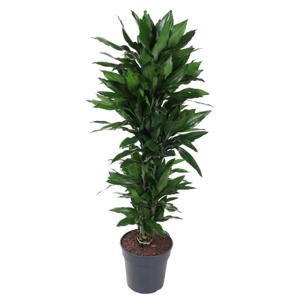 Dracaena Janet Lind vertakt - 130 cm - ø31  BotanicBridge