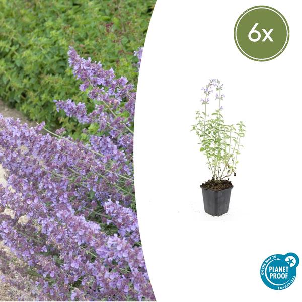 Nepeta 'Walker's Low' - ↕10-25cm - Ø9cm - 6x  BotanicBridge