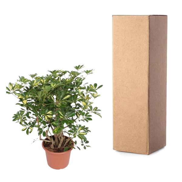 Schefflera Gold Capella vertakt - 130 cm - ø40  BotanicBridge