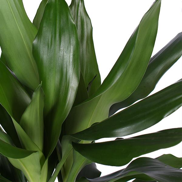 Dracaena Janet Lind Ø21cm - ↕90cm in Vibes WIT pot  BotanicBridge