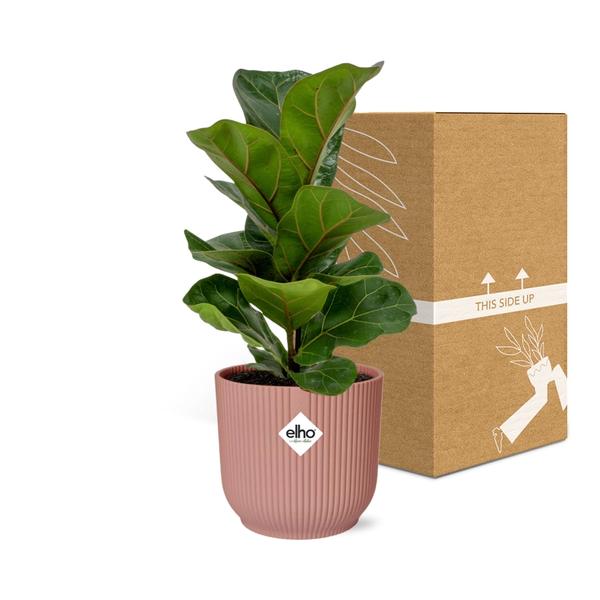 Ficus Lyrata ‘Bambino’ in ELHO Vibes Fold 14cm roze  BotanicBridge