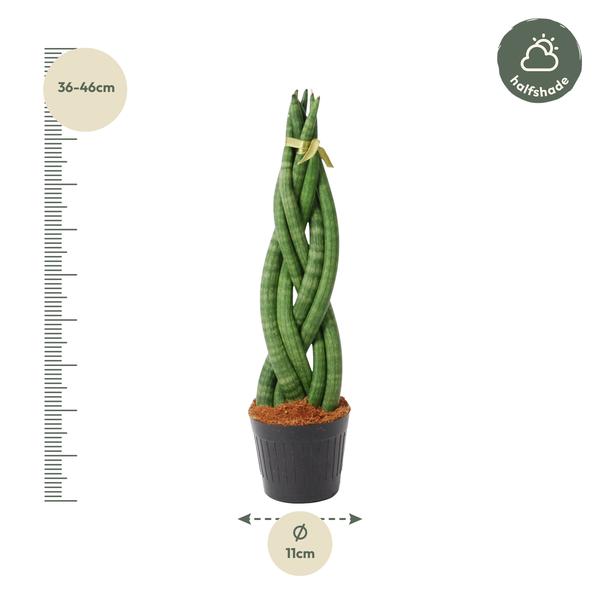 Sansevieria cylindrica 'Twist' - 40 cm - ø10,5  BotanicBridge