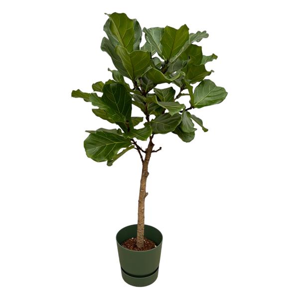 Ficus Lyrata stam inclusief elho Greenville Round groen - 160 cm - Ø30  BotanicBridge