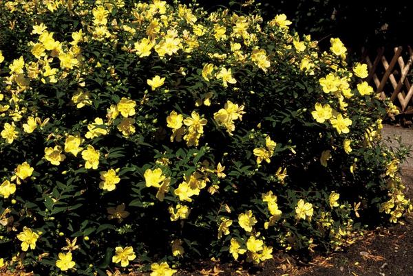 Hypericum 'Hidcote' - ↕10-25cm - Ø9cm - 6x  BotanicBridge