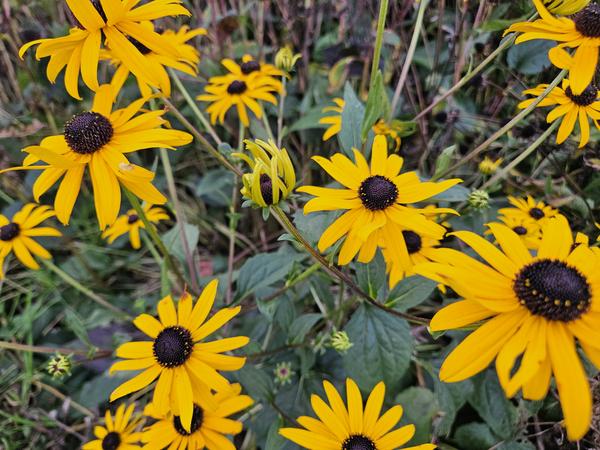 Rudbeckia fulgida 'Goldsturm' - ↕10-25cm - Ø9cm - 40x  BotanicBridge