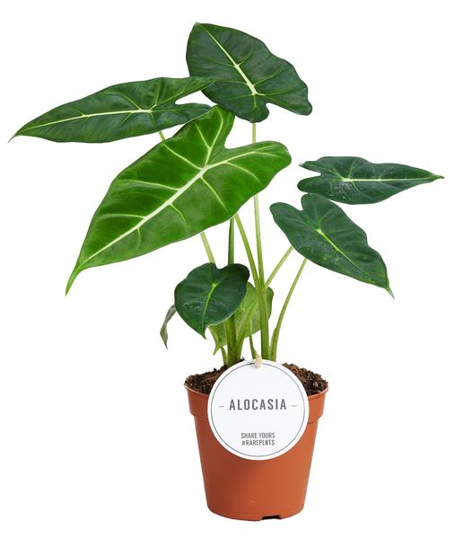 Alocasia Frydek - Ø12cm - ↕35cm  BotanicBridge