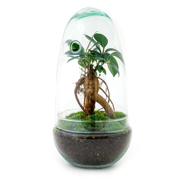 DIY terrarium - Egg Bonsai - ↕ 25 cm  BotanicBridge