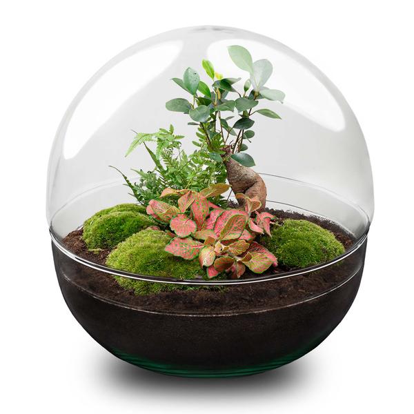 DIY terrarium - Dome XL - Ficus Ginseng Bonsai - ↕ 30 cm - Normal  BotanicBridge