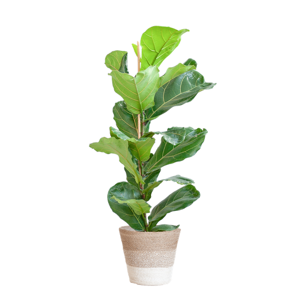 Ficus Lyrata met Mand Lissabon wit - 80cm - Ø21  BotanicBridge