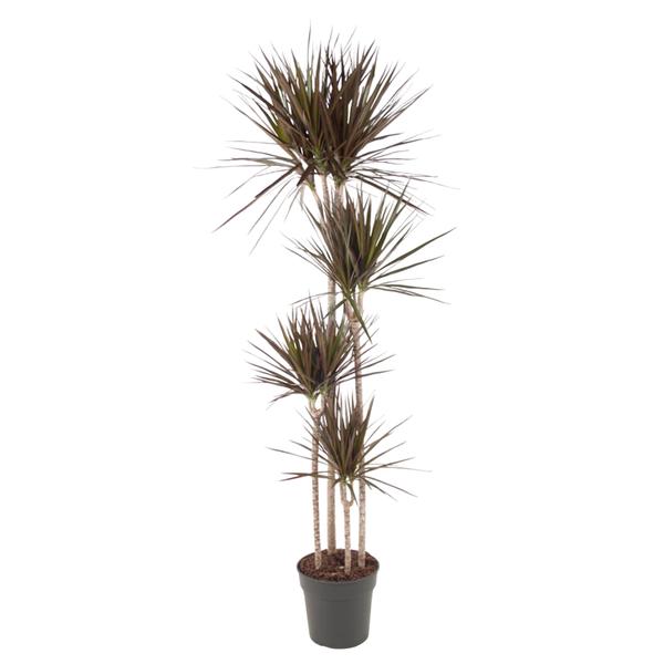 Dracaena Magenta - 180 cm - ø27  BotanicBridge