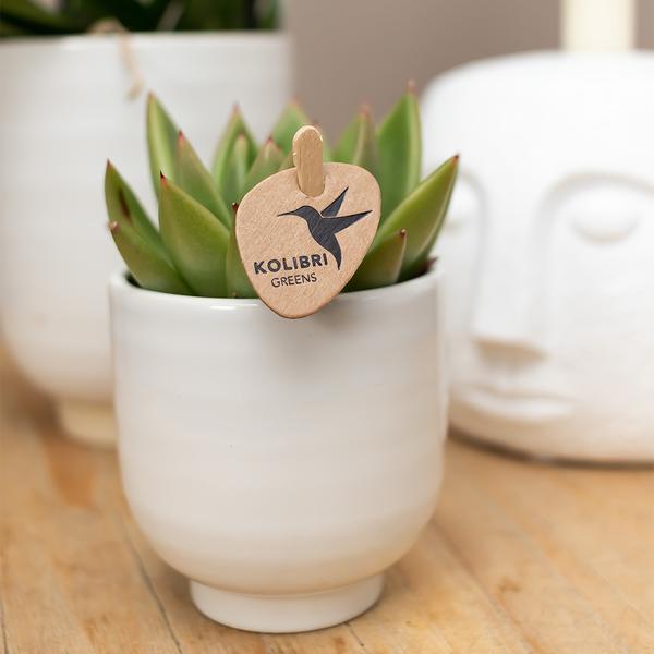 Kolibri Home | Glazed bloempot - Witte keramieken sierpot met glans - Ø9cm  BotanicBridge