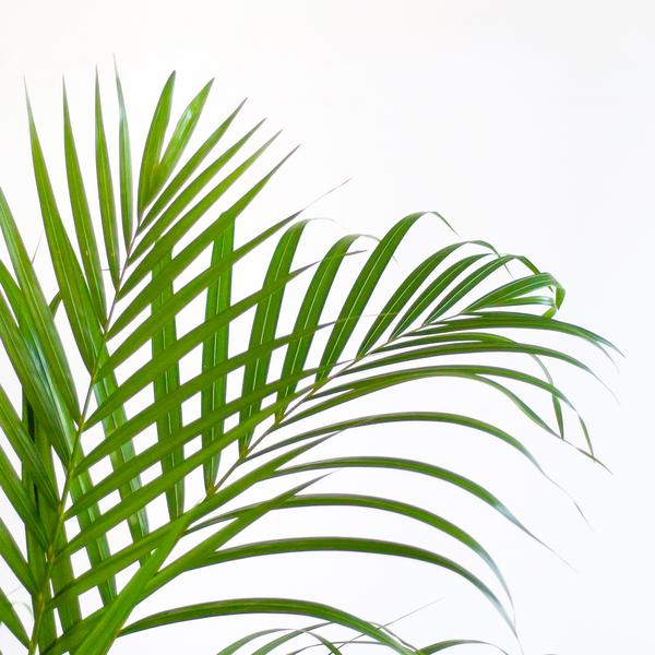 Areca Palm (Dypsis) met Lissabon mand wit - 100cm - Ø21  BotanicBridge