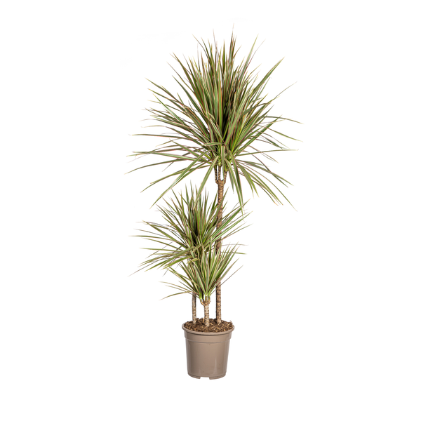 Dracaena Marginata Bicolor Ø21cm - ↕120cm  BotanicBridge