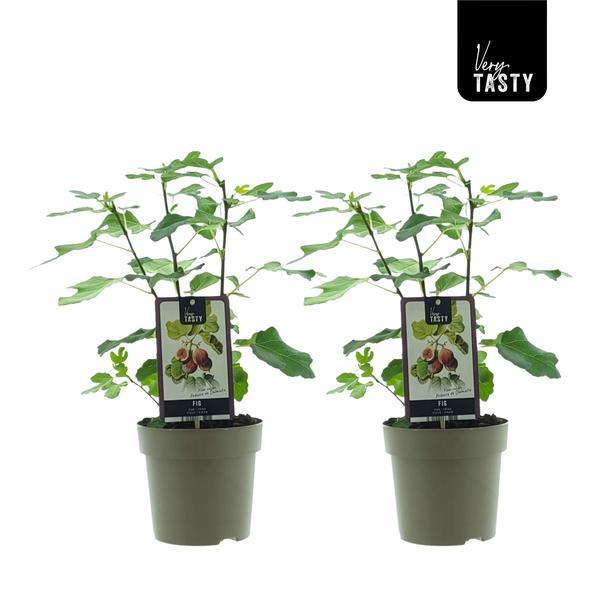 Ficus Precose De Dalmatie (15020) - 2 stuks - Ø15cm - ↕40cm  BotanicBridge