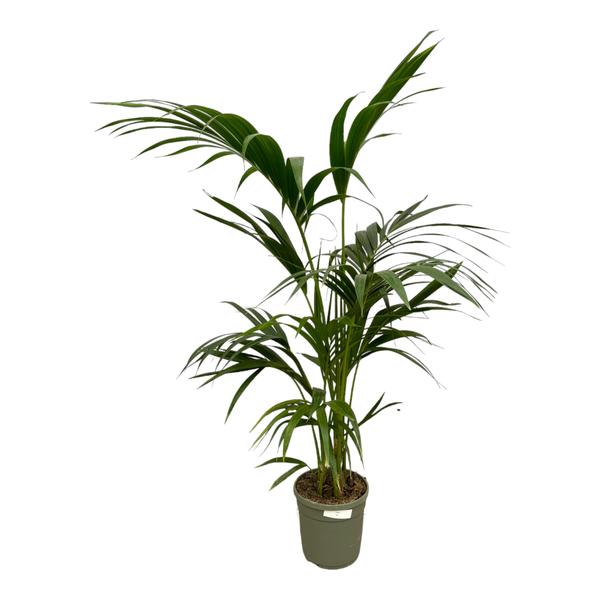 Kentia Palm - 130 cm - Ø21cm  BotanicBridge