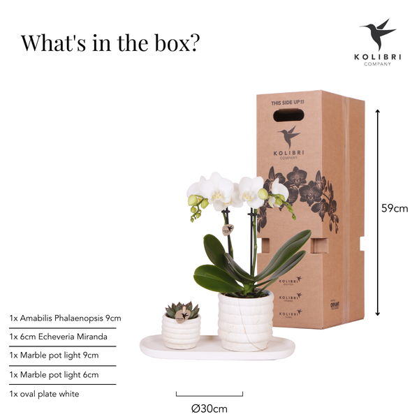 Kolibri Company | Plantenset Slow Living small  | Witte Phalaenopsis Orchidee Lausanne en Succulent incl. keramieken sierpotten op wit organisch dienblad  BotanicBridge