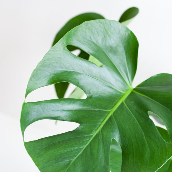 Monstera Deliciosa met Lissabon mand zwart  - 50cm - Ø17  BotanicBridge