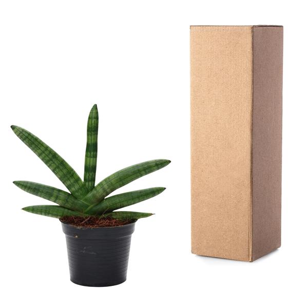 Sansevieria Skyline - 25 cm - ø10,5  BotanicBridge