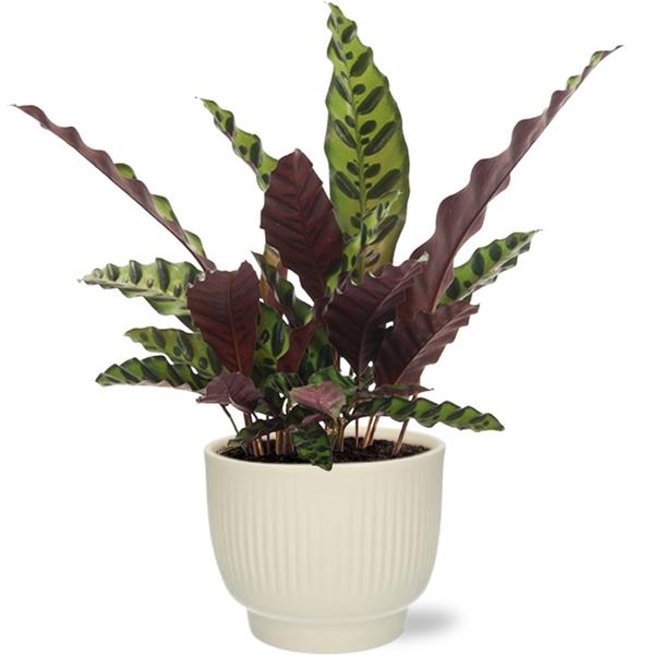 Calathea Insignis - Ø12cm - ↕50cm + Potenza Rib Pot D13x11cm - Wit  BotanicBridge