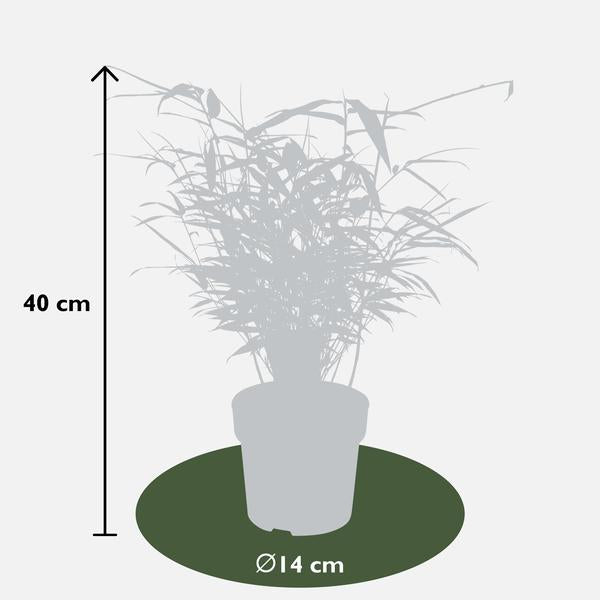 8x Fargesia rufa - ↨40cm - Ø14  BotanicBridge