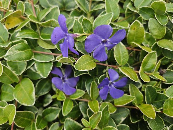 Vinca minor 'Ralph Shugert' - ↕10-25cm - Ø9cm - 40x  BotanicBridge