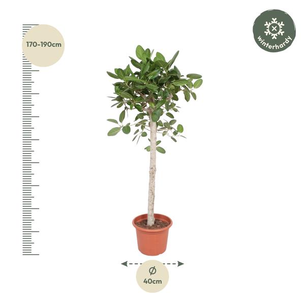 Ficus Benghalensis boom - 180 cm - ø40  BotanicBridge